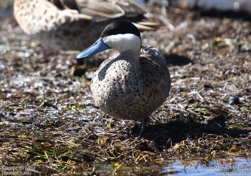 Puna Teal