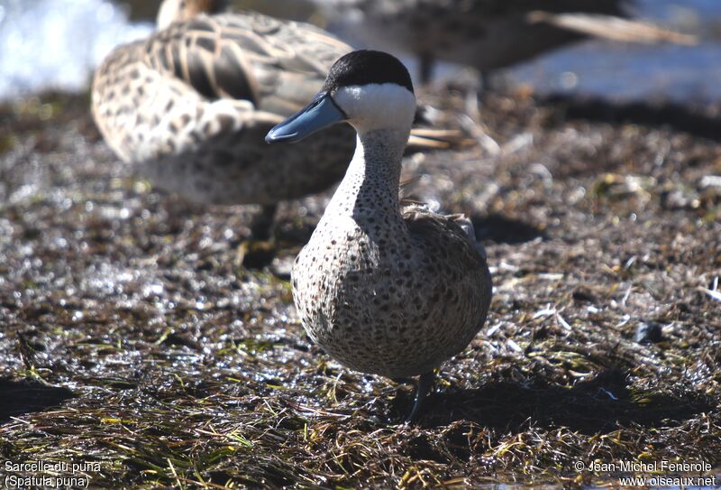 Puna Teal