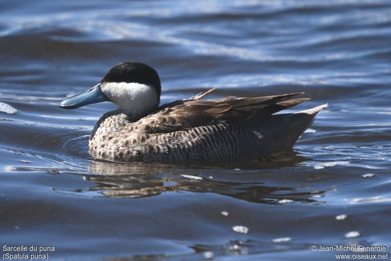 Puna Teal