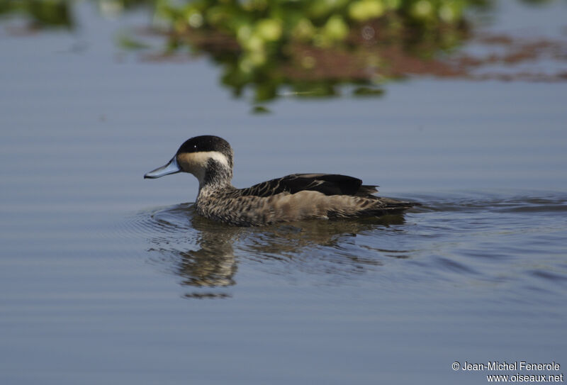 Blue-billed Teal