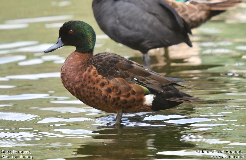 Chestnut Teal