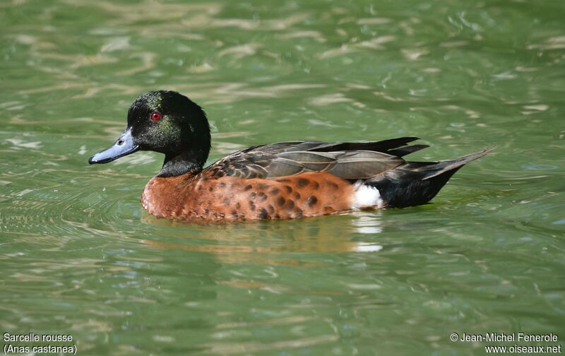 Chestnut Teal