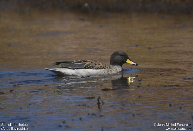 Yellow-billed Teal