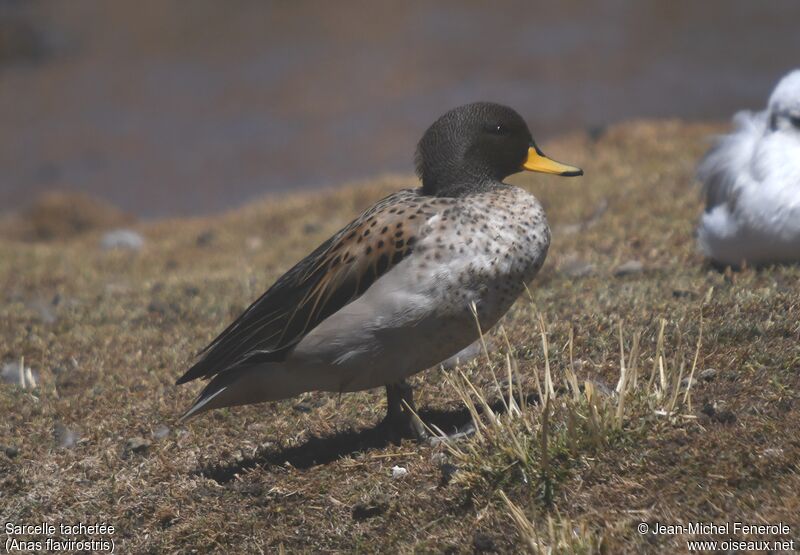 Yellow-billed Teal