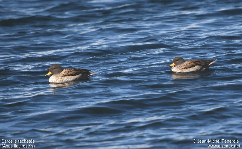 Yellow-billed Teal