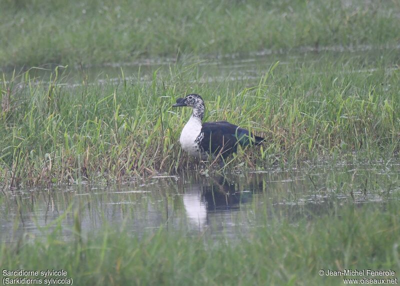 Comb Duck