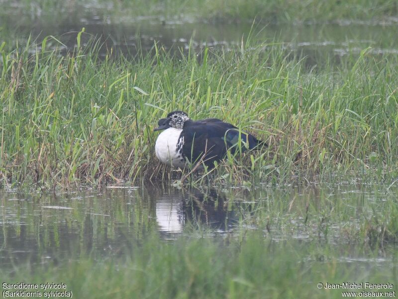 Comb Duck