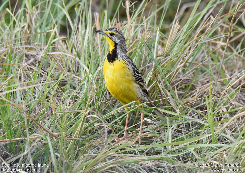 Yellow-throated Longclaw