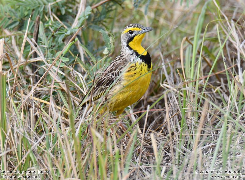 Yellow-throated Longclaw