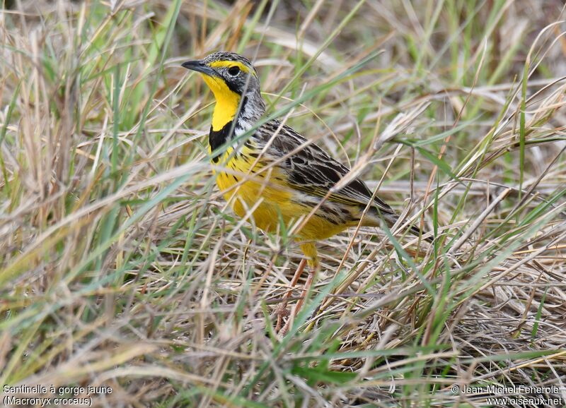 Yellow-throated Longclaw