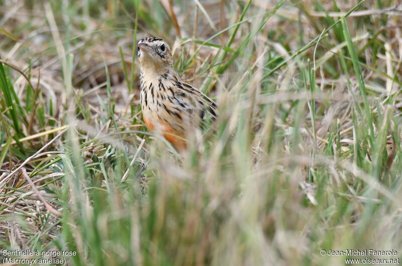 Rosy-throated Longclawimmature