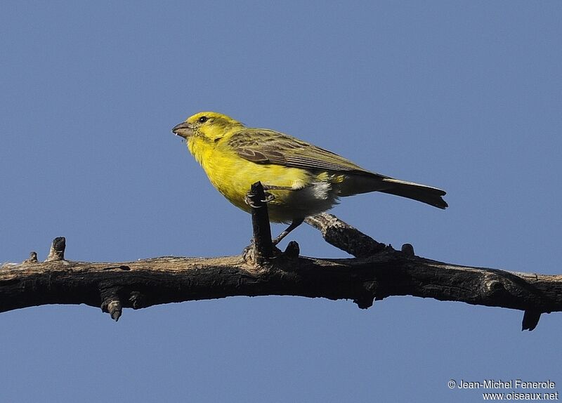 White-bellied Canary