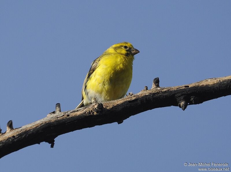 White-bellied Canary