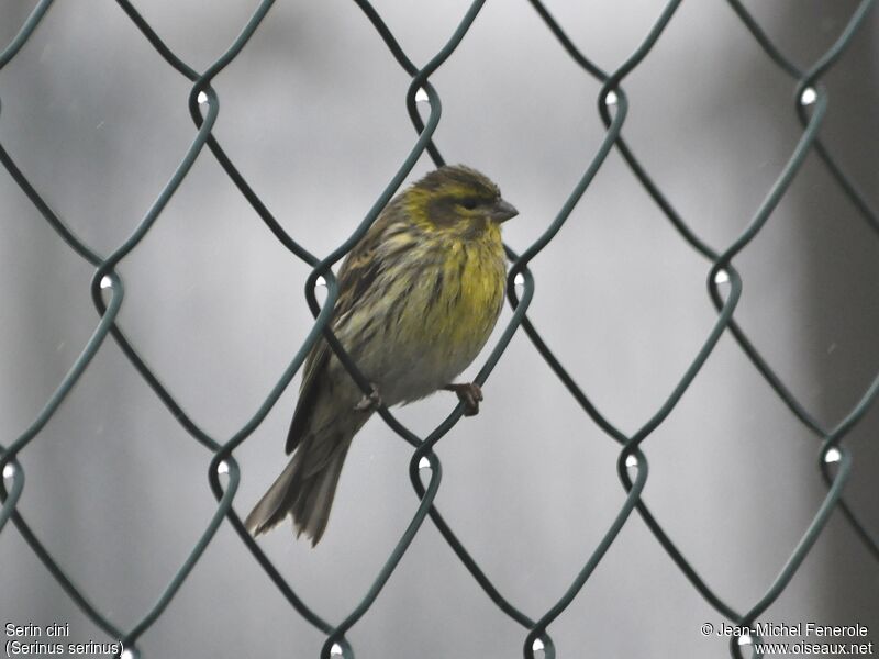 European Serin