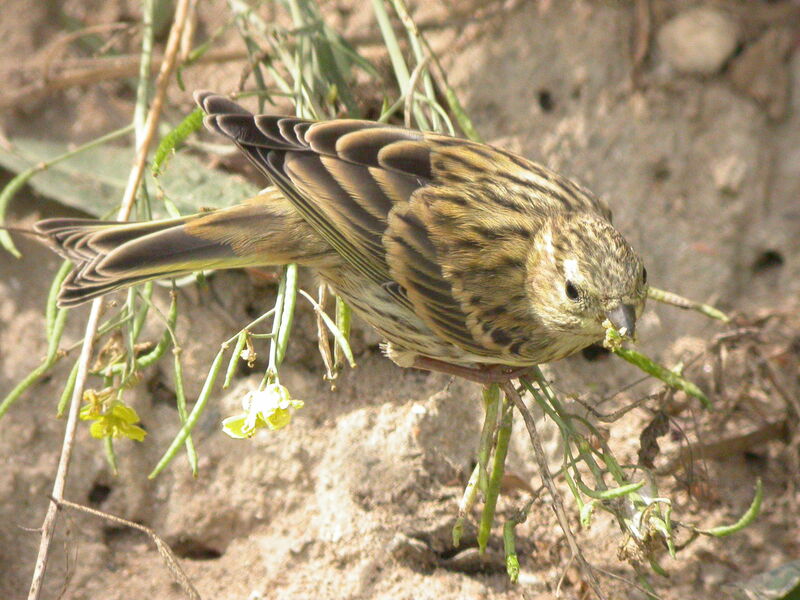 Serin cini