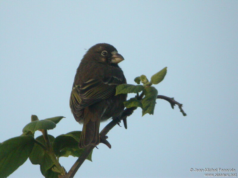 Serin de Burton