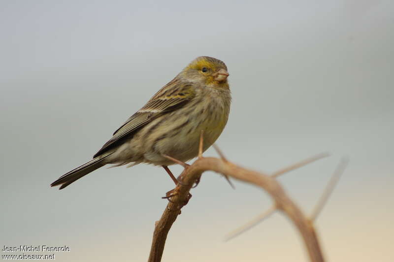 Serin des Canaries femelle adulte, identification