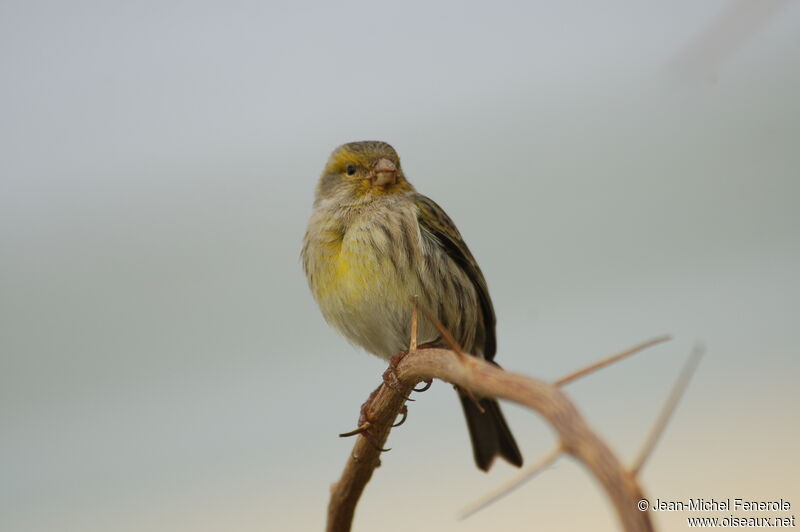 Serin des Canaries femelle adulte