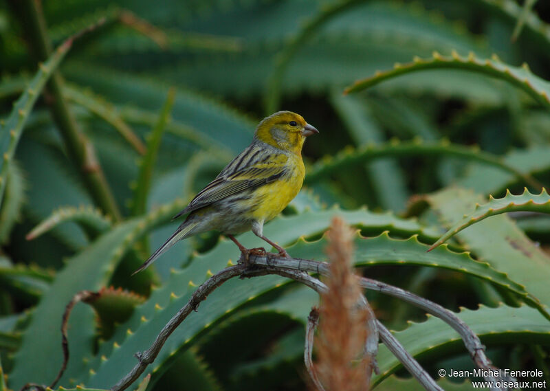 Serin des Canaries mâle adulte