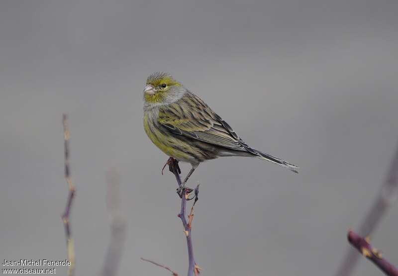 Serin des Canaries mâle