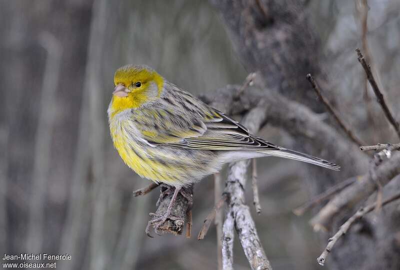 Serin des Canaries mâle adulte, identification