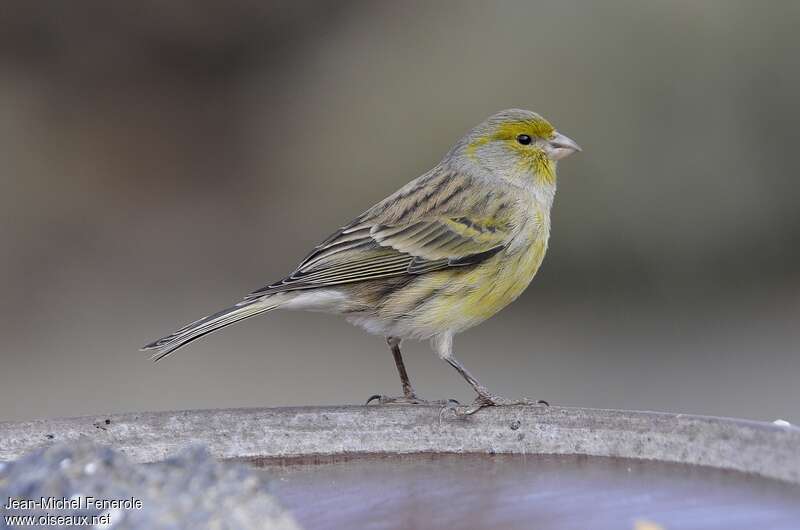 Serin des Canaries femelle adulte, identification