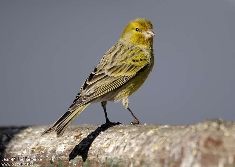 Serin des Canaries mâle adulte, pigmentation