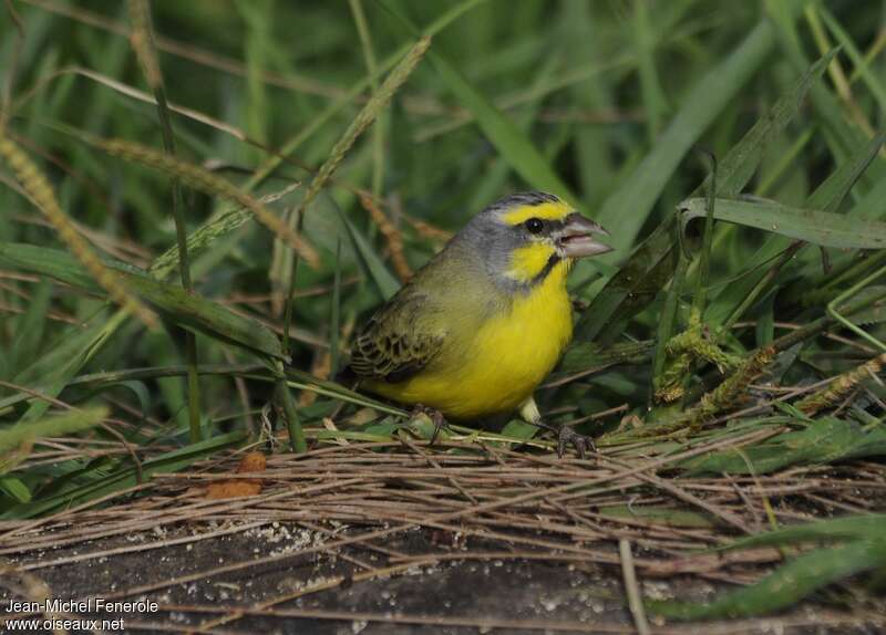 Yellow-fronted Canary male adult, close-up portrait