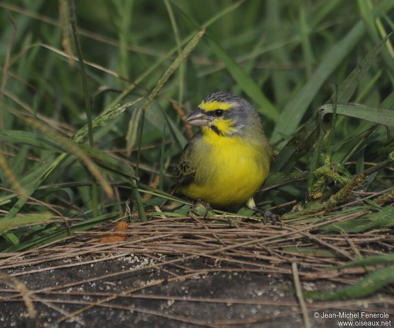 Yellow-fronted Canary