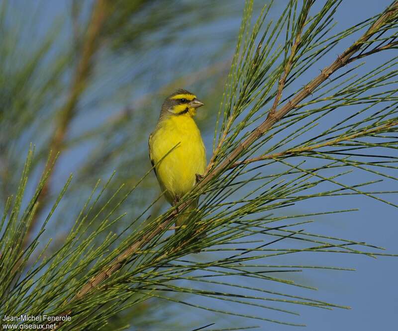 Yellow-fronted Canaryadult, pigmentation