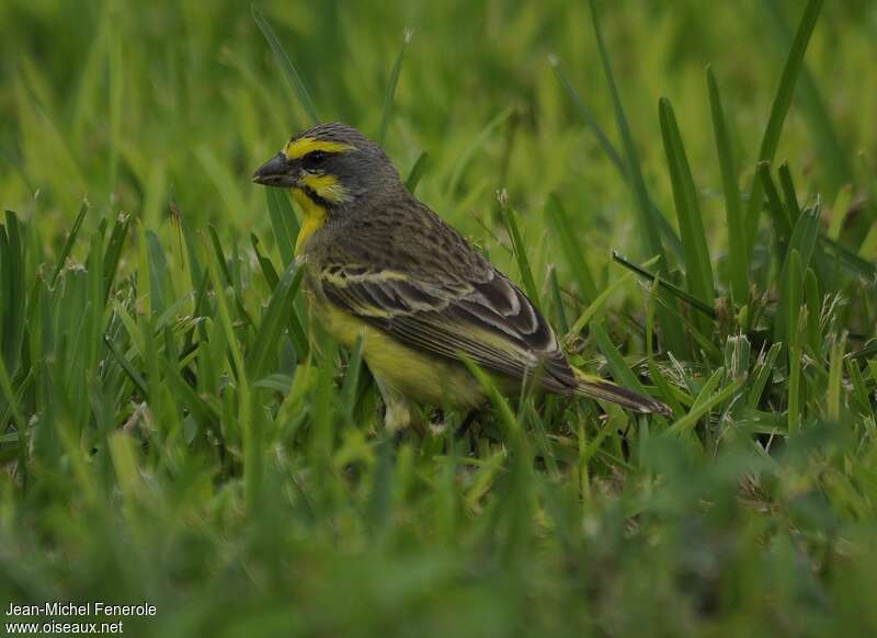 Serin du Mozambique, identification