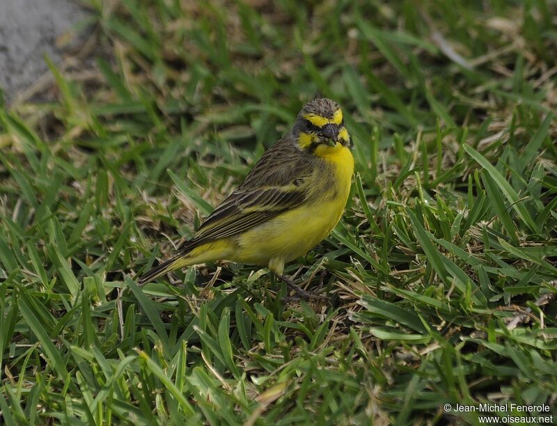 Yellow-fronted Canary