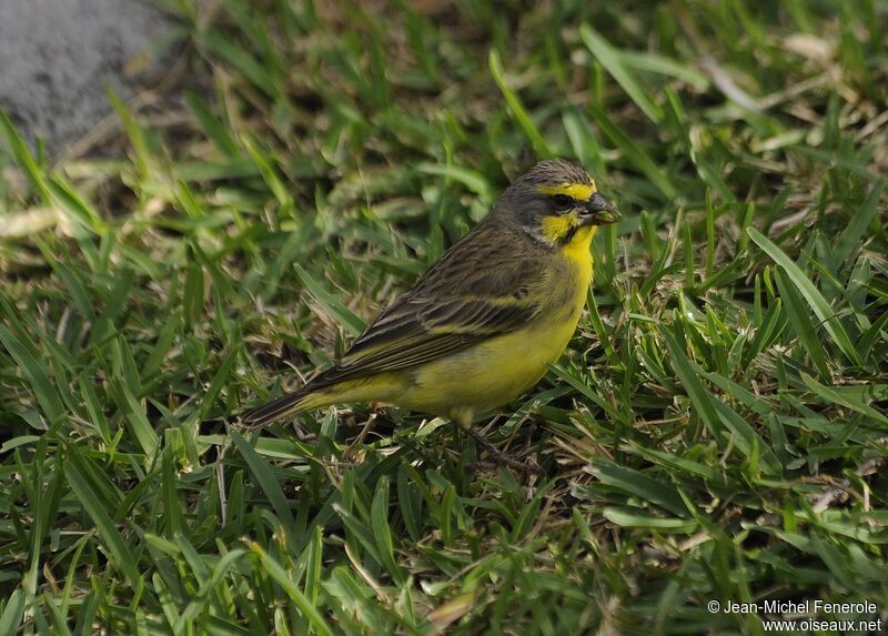 Yellow-fronted Canary