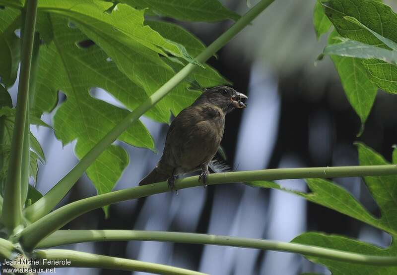 Principe Seedeater