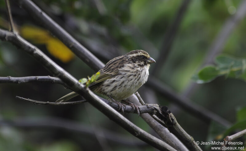 Serin strié