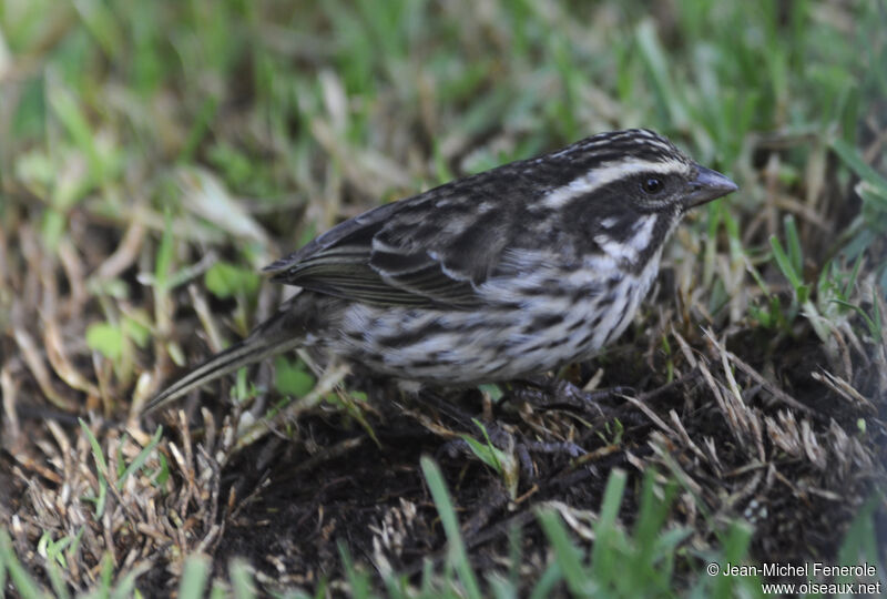 Serin strié