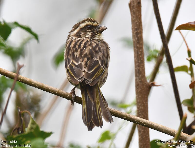 Streaky Seedeater