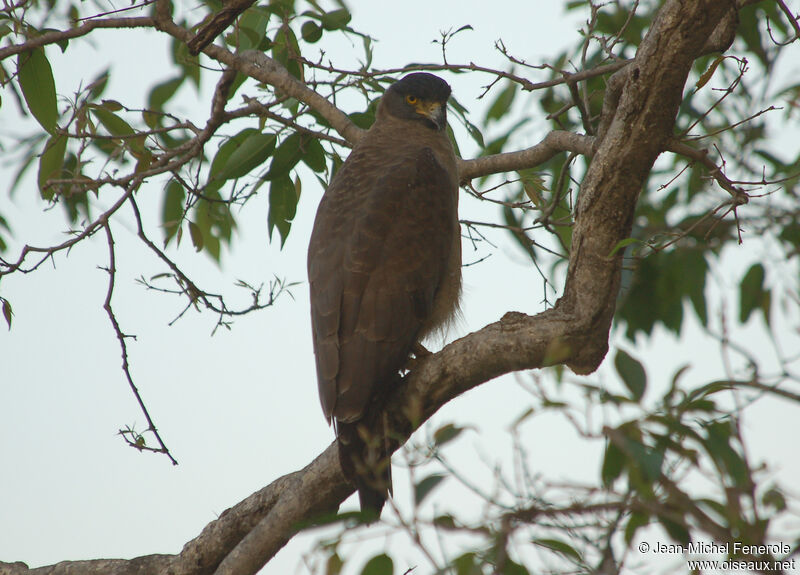 Crested Serpent Eagle