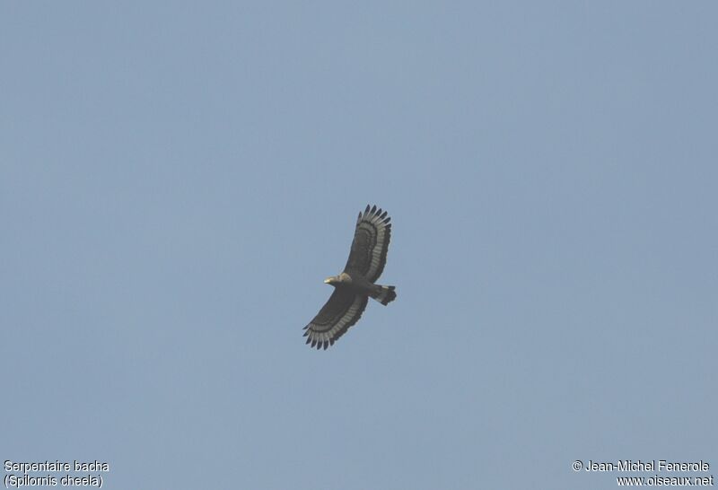 Crested Serpent Eagle