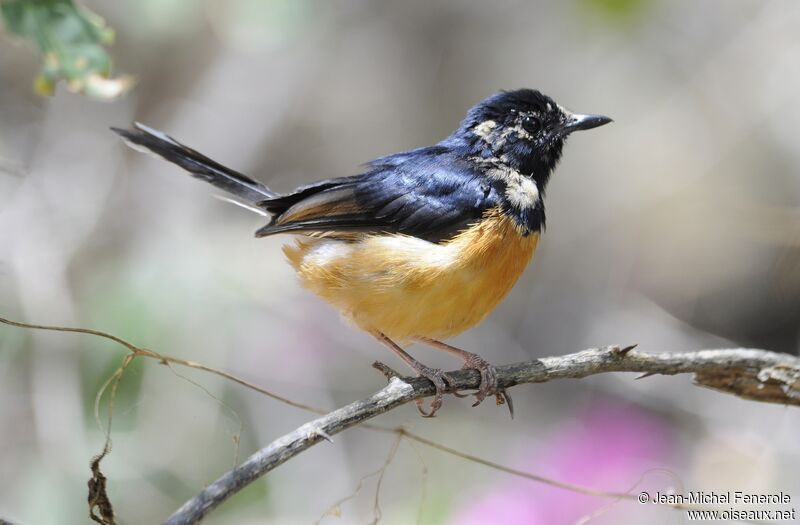 White-rumped Shama