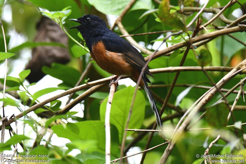 White-rumped Shama