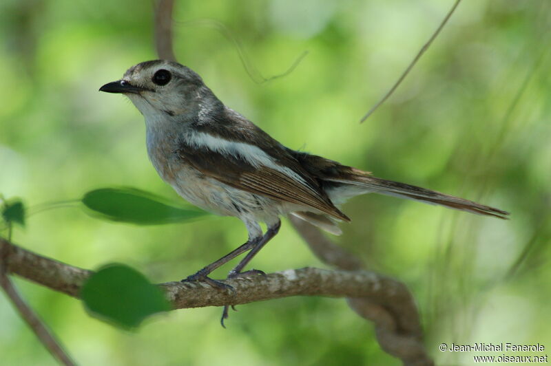 Madagascar Magpie-Robin female adult