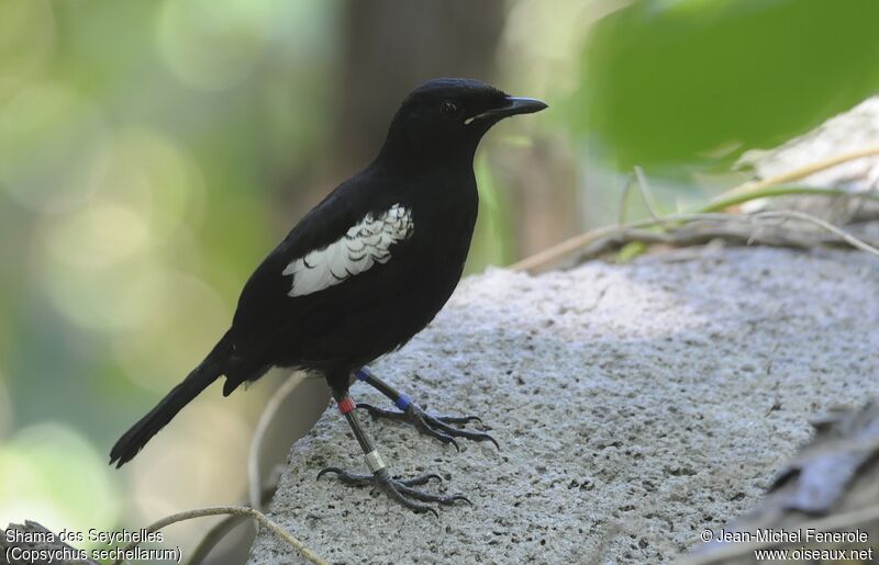 Seychelles Magpie-Robin