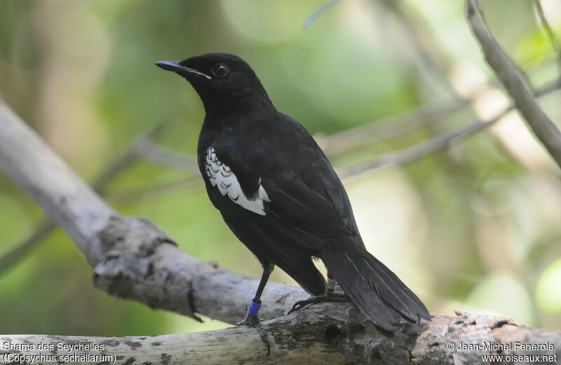 Seychelles Magpie-Robin