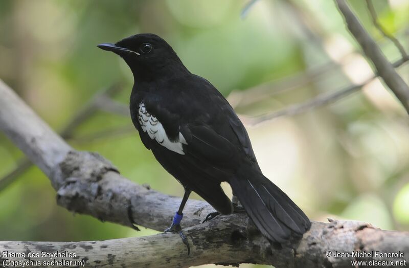 Seychelles Magpie-Robin