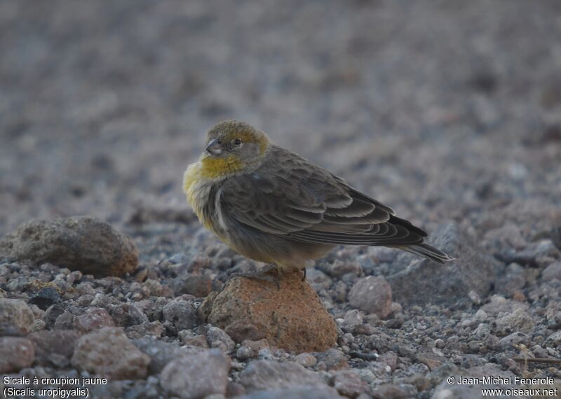 Bright-rumped Yellow Finch