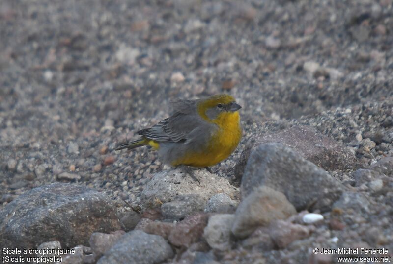 Bright-rumped Yellow Finch