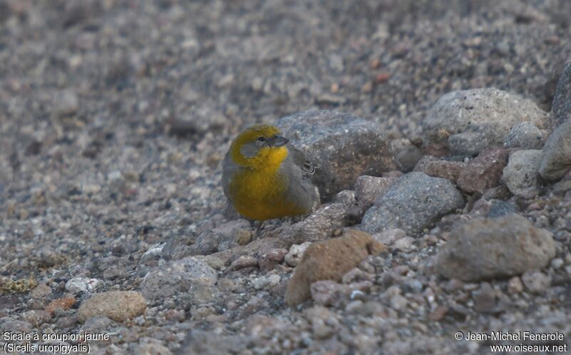 Bright-rumped Yellow Finch