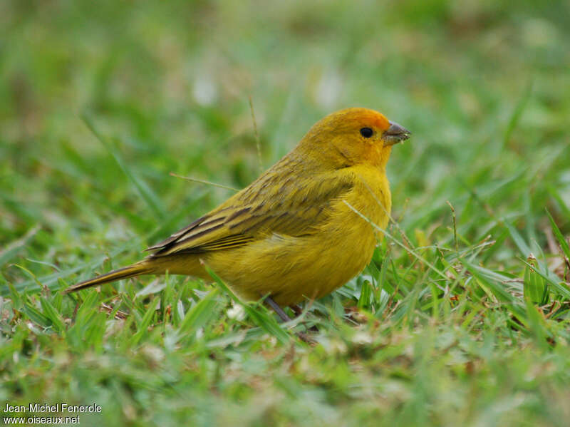 Saffron Finch male adult, identification