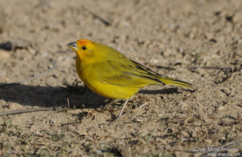 Saffron Finch